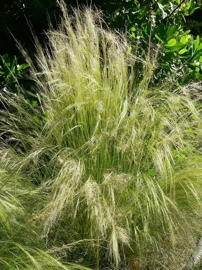 Stipa tenuissima Mexican feather grass (Sent in 9cm Pot)